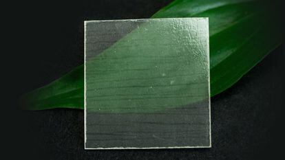 La madera transparente tiene una serie de propiedades interesantes que los investigadores esperan explotar.