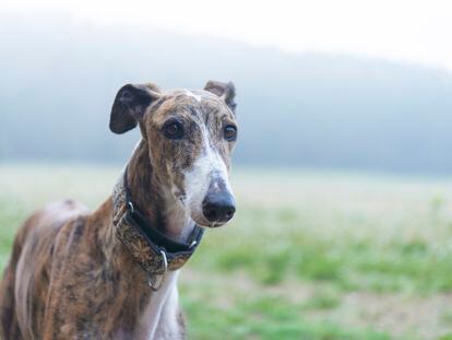 Los galgos son perros tranquilos que adoran dormitar durante horas.