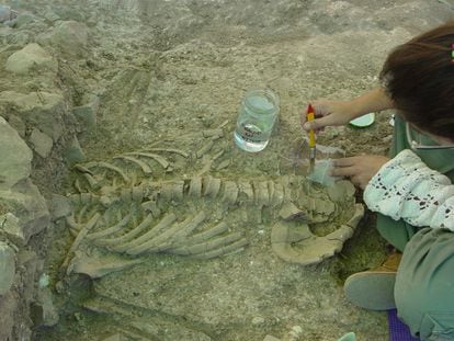 Una arqueóloga prepara el proceso de consolidación de los restos de uno de los fallecidos antes de enviarlos al laboratorio.