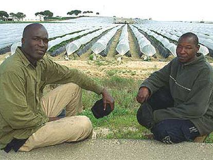 Traore Amari (izquierda) y Burajima, ambos de Mali, en los campos de fresas de Huelva.