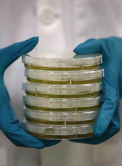 Una empleada sujeta varias muestras en un laboratorio especializado en tuberculosis que Novartis tiene en Singapur.