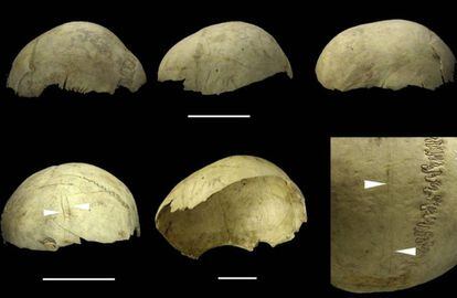 Cráneos copa encontrados en la cueva de El Mirador, en Atapuerca, con marcas de manipulación