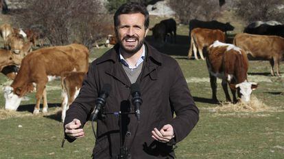 El presidente del PP, Pablo Casado, durante su visita a una explotación ganadera extensiva de vacuno, el pasado 14 de enero, en Las Navas del Marqués, Ávila.