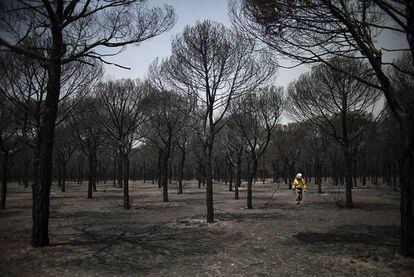 Un bombero camina por Doñana en junio de 2017 tras el incendio que arrasó más de 8.400 hectáreas de este parque natural.