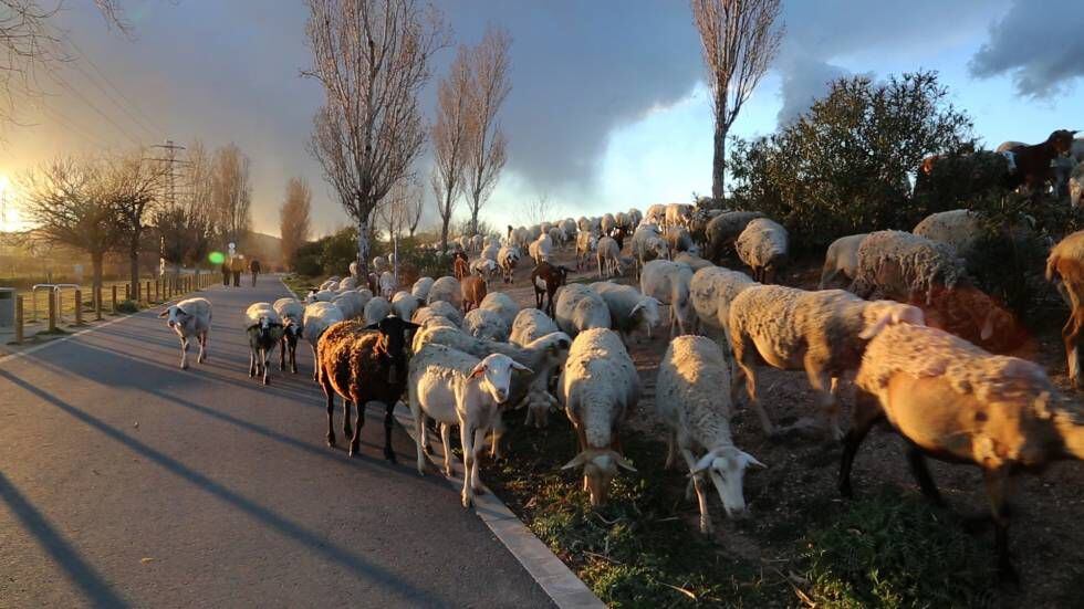 El rebaño de ovejas que pasean por la orilla del Llobregat por la zona recuperada del río por Enric Batlle y Joan Roig.