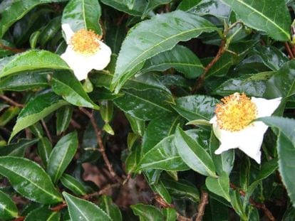 El &aacute;rbol del t&eacute;, &#039;Camellia sinensis&#039;. 