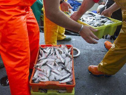 Unos pescadores descargan pescado en la lonja de pescado de Berb&eacute;s, puerto de Vigo (Pontevedra).