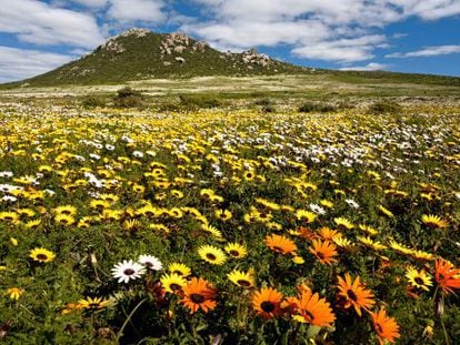Manto de flores en el &aacute;rea restringida de Postberg, dentro del parque nacional West Coast, en Sud&aacute;frica.