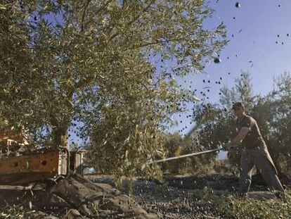 Jornaleros varean un olivar en Pi&ntilde;ar (Granada).