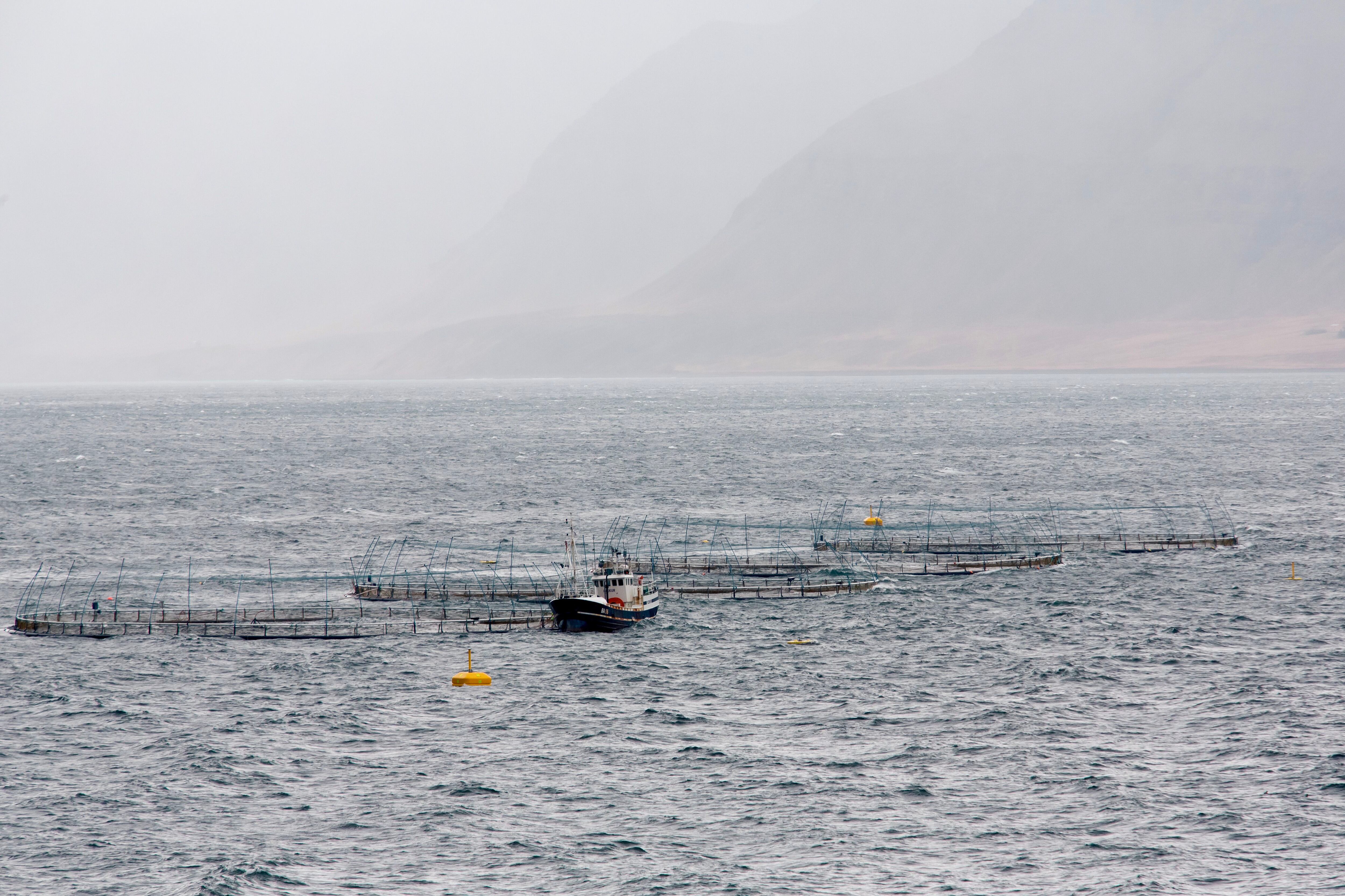 Vista de las redes en mar abierto, expuestas a las duras condiciones de los Fiordos del Oeste.