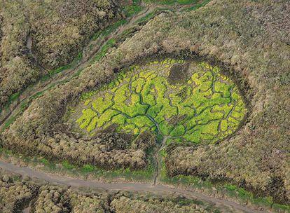 A la izquierda, reserva natural de la Isla de En medio (Huelva). La estructura dendrítica, arborescente, es ubicua en la naturaleza. Se trata de ramificaciones que recuerdan a grandes árboles, pero también a cerebros y pulmones. Las estructuras se repiten fuera y dentro de los organismos.