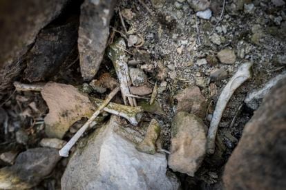 Restos óseos en el suelo del antiguo cementerio de Massoteres (Lleida).

