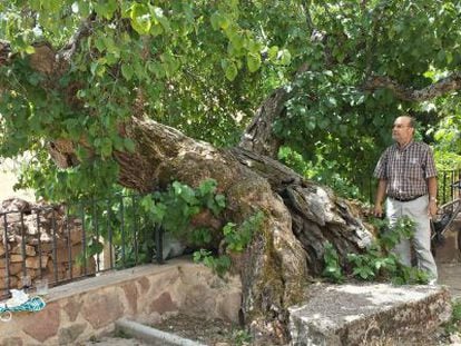 Árbol singular en Moral de Tañabueyes, en Burgos.