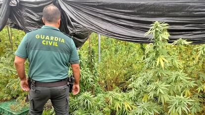 Agente de la Guardia Civil junto a una plantación de marihuana, en una imagen de archivo.