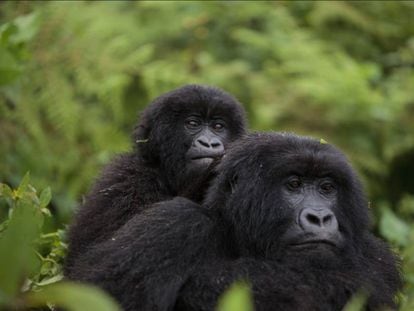 Gorilas de montaña, que viven en África, entre los volcanes del Virunga y el parque nacional de Bwindi.