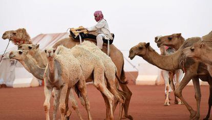 Un hombre monta a uno de los camellos.
