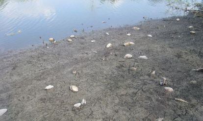 Ejemplares muertos de 'petxinot' (almeja de río) en el marjal de Almenara.