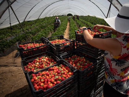 Una finca de frutos rojos de Almonte, Huelva.