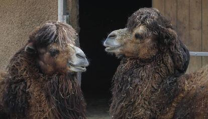 Dos camells al zoo de Barcelona aquest dilluns.
