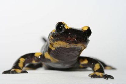 Una salamandra con las lesiones en la piel que produce el nuevo hongo