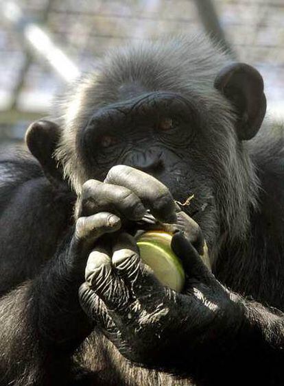Un chimpancé apura su comida.