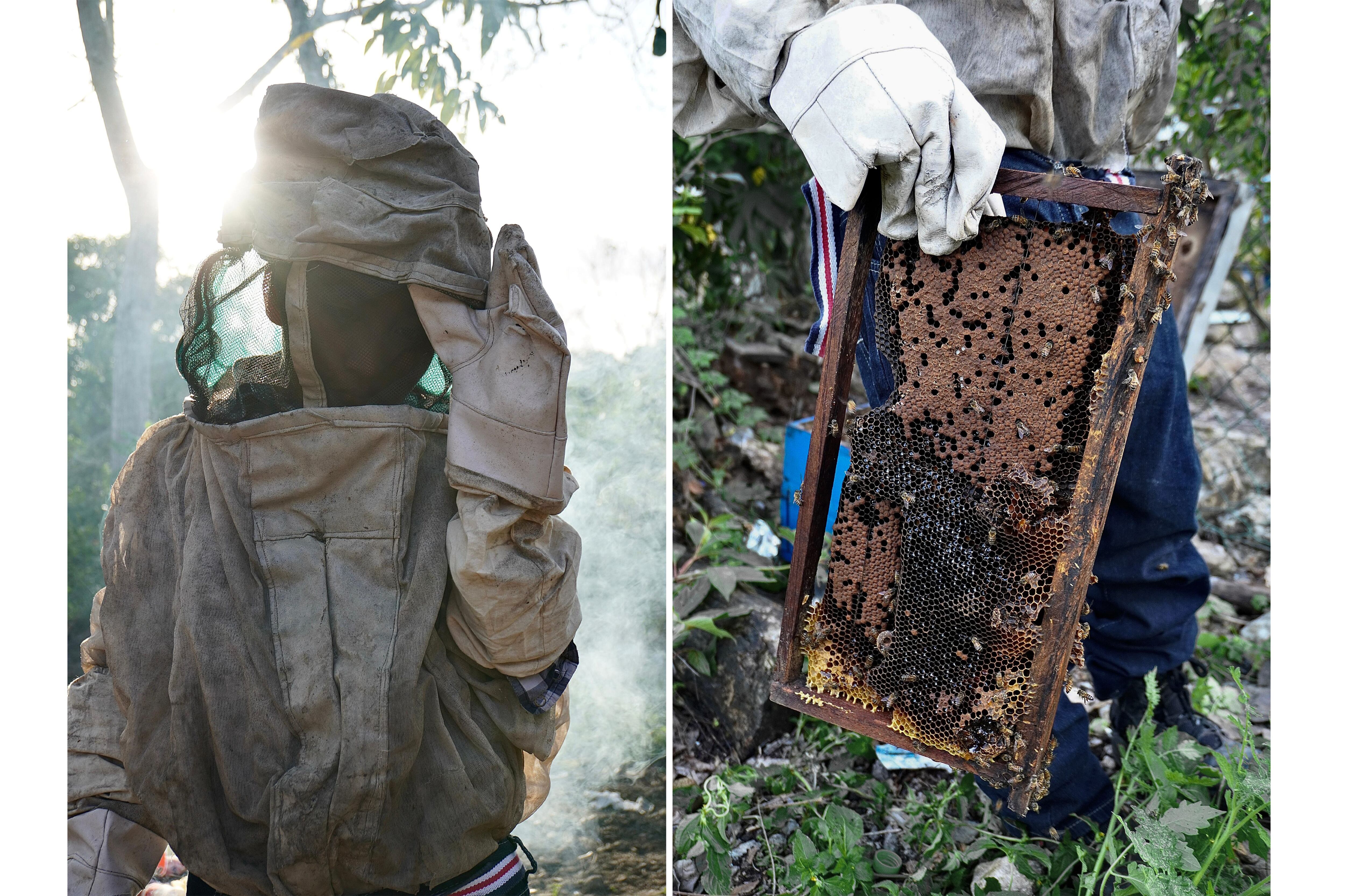 La colmena de Jonathan Lorenzo contiene seis paneles sobre los que las abejas producen miel.
