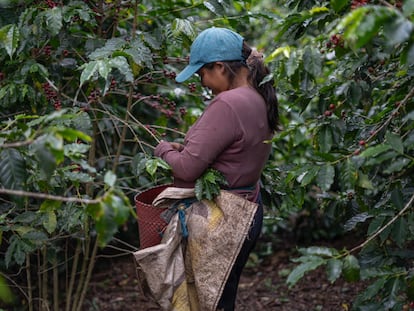 Emma Iribas, recolectora de café en la región de Ixhuatlán, en Veracruz (México).