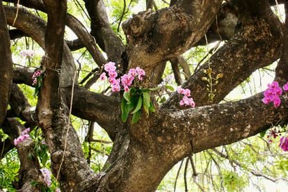 Orquídea epifita agarrada a un árbol, en Miami.