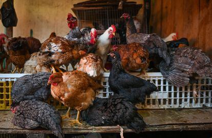 Gripe aviar H5N1 en México