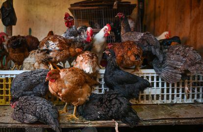 Pollos a la venta en un mercado en el Estado de Chiapas, el 1 de febrero de 2022.