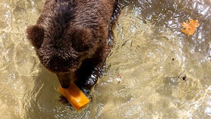 Un oso persigue su 'polo' en el agua, en el Zoo de Barcelona.