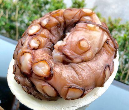 TENTÁCULO DE PULPO CURADO AL SOL Y CON LA BRISA DEL MAR, ANTES DE SU QUEMADO A LA LLAMA / CAPEL