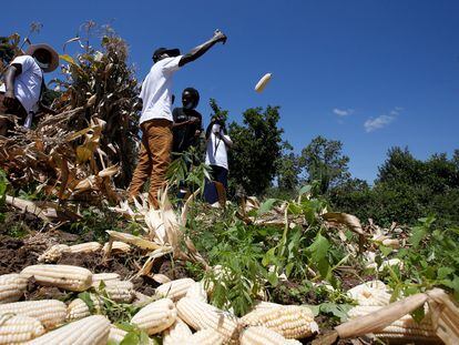 Unos agricultores recogen la cosecha de maíz facilitada por la aplicación Safaricom DigiFarm, que ayuda a las empresas agrícolas y a los pequeños productores a compartir información y realizar transacciones fácilmente, en Sigor, Kenia.