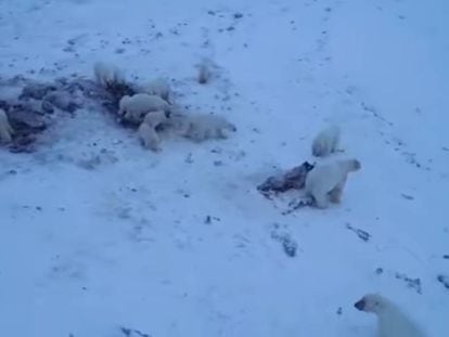 Captura de un vídeo de WWF que muestra a varios osos en Ryrkaypiy comiendo cadáveres de morsa.