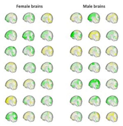 El volumen de las distintas regiones cerebrales (en verde, más grande y en amarillo, más pequeña) de 42 personas muestra cómo se solapan el cerebro masculino y el femenino.