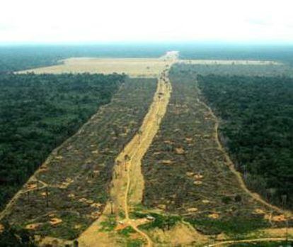 Tala masiva de árboles en el Estado de Pará.