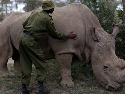Uno de los últimos tres rinocerontes blancos del norte que quedan vivos en el planeta.