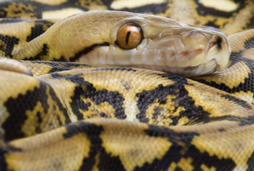 El abrazo letal de la serpiente pitón El viajero astuto El Viajero
