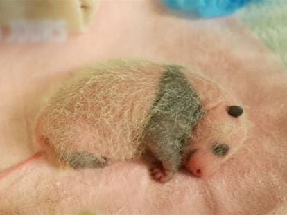 Imagen del oso panda quince días después de su nacimiento.