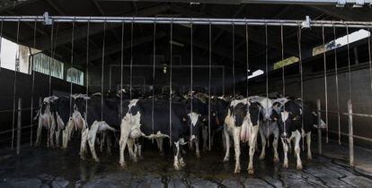 Un grupo de vacas en una explotaci&oacute;n l&aacute;ctea en Galicia