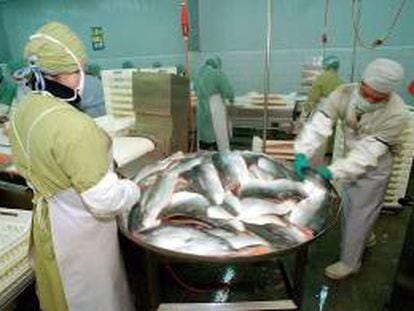 La industria chilena del salmón suma más de 30 mil puestos de trabajo en cuatro regiones del sur de Chile y sus exportaciones llegaron en 2012 a 2.890 millones de dólares en valor y a 488.124 toneladas en volumen. EFE/Archivo
