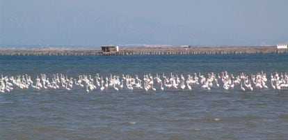 Un grupo de flamencos rosados en el Delta del Ebro.