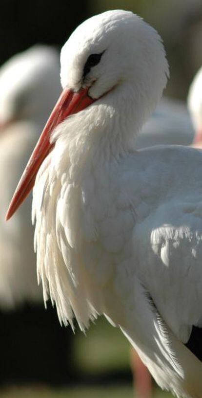 Cigüeñas en el vertedero de Valdemingómez