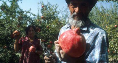Un hombre en un cultivo de granadas, en Tajikistan.