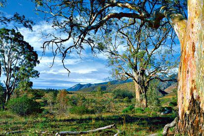Eucalipto rojo en el Flinders Ranges National Park  cuya gran atracci&amp;oacute;n es la cuenca natural del Wilpena Pound, un valle el&amp;iacute;ptico hundido de 80 kil&amp;oacute;metros rodeado de escarpadas crestas. 