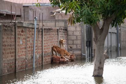 Dos perros se ven acorralados por el agua en el barrio de Walia, en Yamena, uno de los más afectados por las inundaciones.