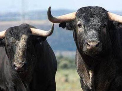 Dos toros de la ganader&iacute;a de Victorino Mart&iacute;n.