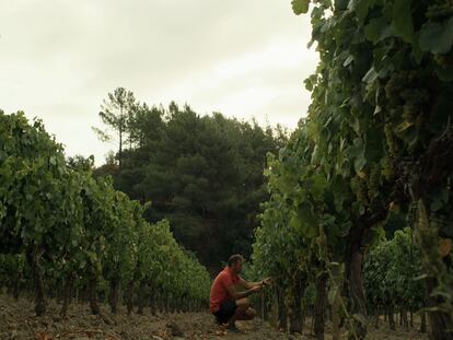 En esta comarca privilegiada, en la que se mezclan los climas atlántico, oceánico y mediterráneo, hay más de 40 bodegas. Y cada vez echan raíces en ella más grupos viticultores foráneos.