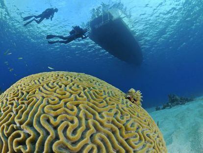 Un coral cerebro (&#039;Mussiidae&#039;) en las aguas de Mar&iacute;a la Gorda, en Cuba.