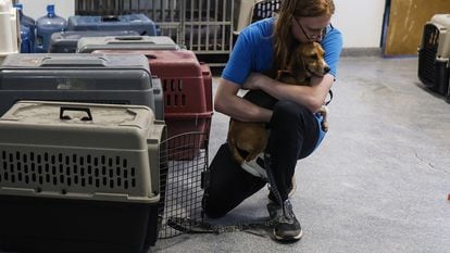 Un trabajador de rescate abraza a un cachorro de beagle rescatado en Virginia, Fairfax, el 8 de agosto de 2022.
